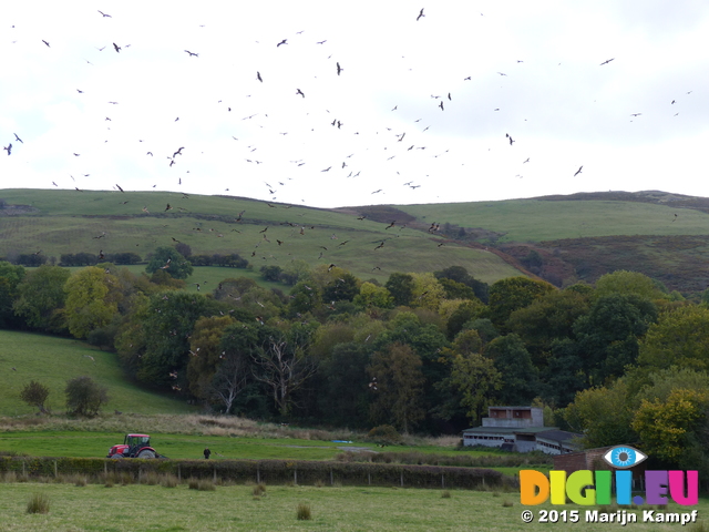 FZ022710 Red kites (Milvus milvus)